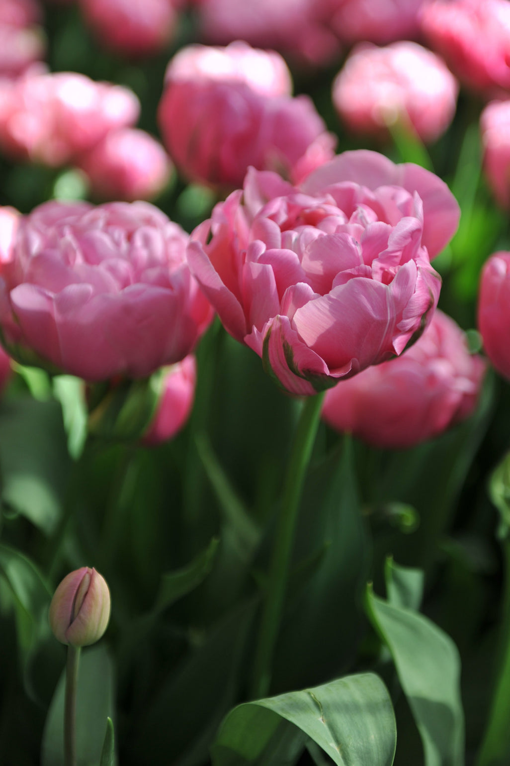 files/Amazinggrace_7c6c6dcc-0fb1-46bc-baf9-de490d349e52.jpg